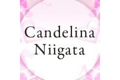 Candelina Niigataメインロゴ